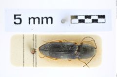 Foto (Dorsalansicht) von Cardiotarsus coomani (Fleutiaux, 1931) (NHMW-ZOO-COL-0008252)